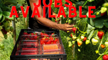 high paying jobs - fruit farm worker